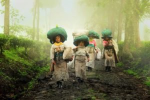 Plant Field Green Harvesting  - endriqstudio / Pixabay