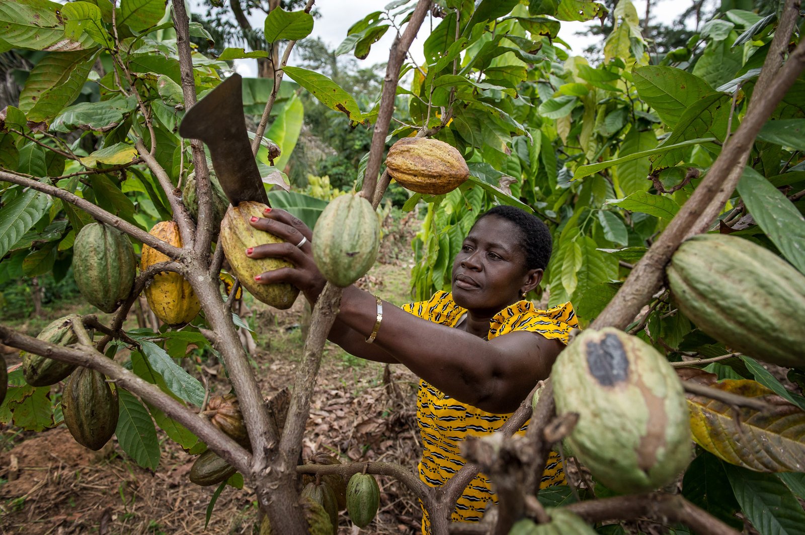 woman on cocoa farm